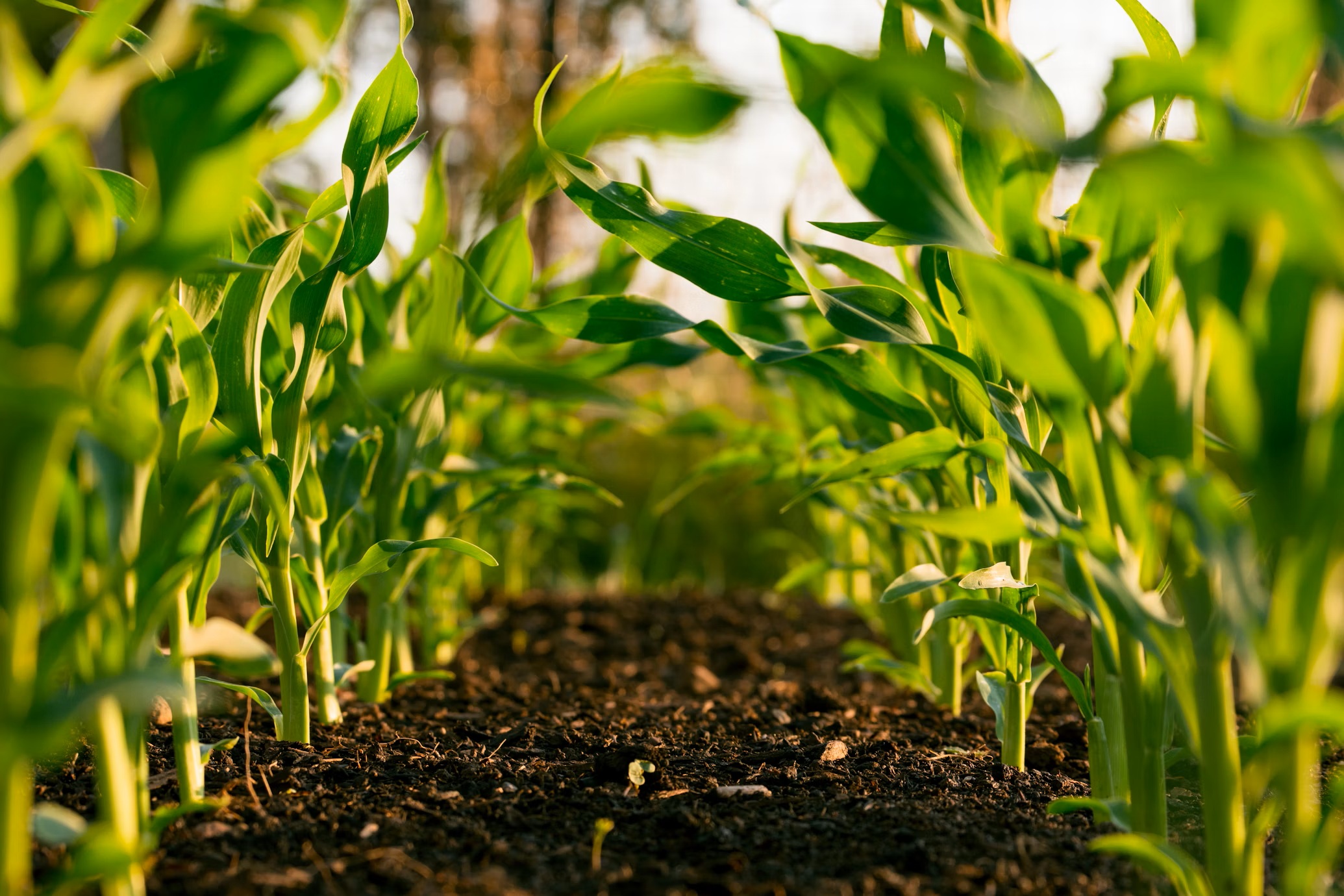 Agriculture field with technology